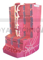 The ultrastructure model of myocardium (1part)